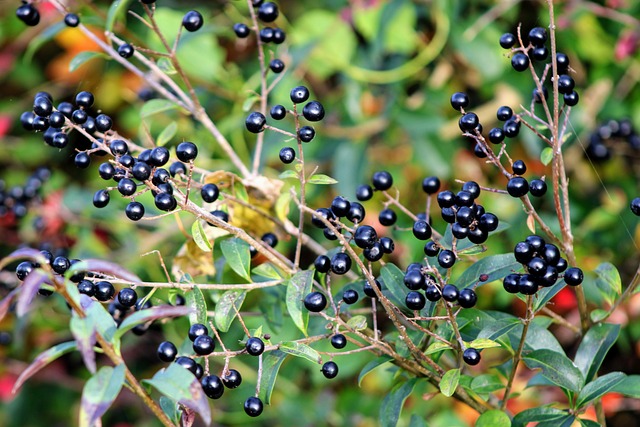 Benefícios do Berries