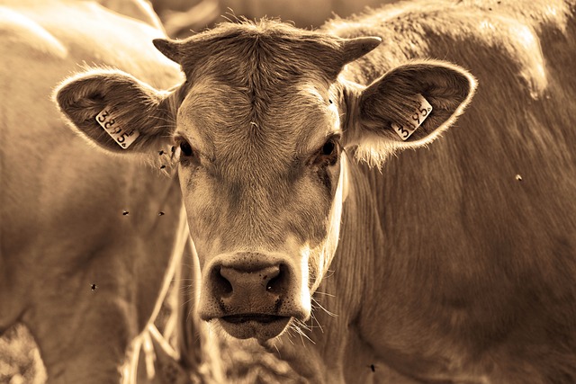 Benefícios do Carne Bovina