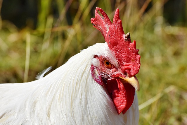 Benefícios do Frango