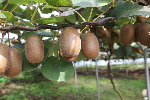 Benefícios do Kiwi