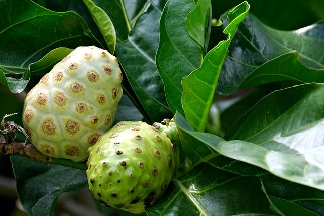 Benefícios do Noni