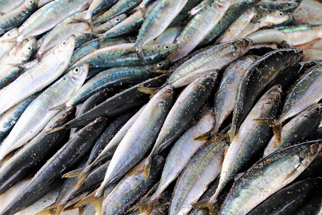Benefícios do Sardinha