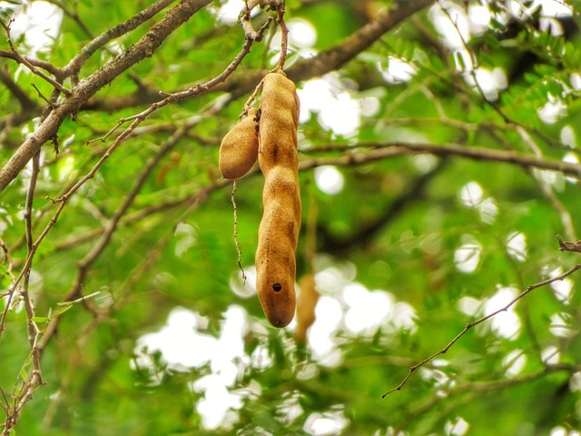Benefícios do Tamarindo